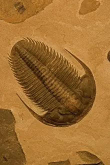 Trilobites: Trilobite Fossil - Yakutia Russia
