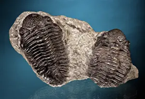 Paleozoology: Trilobite Fossils