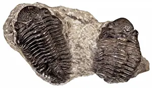 Paleozoology: Trilobite Fossils