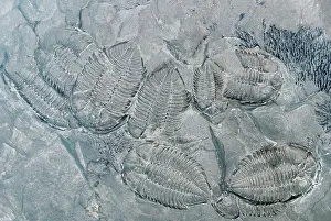 Preserved: Trilobite Fossils