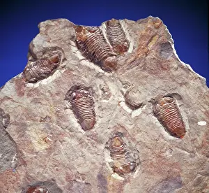 Trilobite: Trilobite fossils