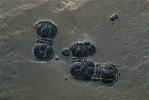 Trilobite: Trilobite Fossils