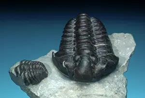 Matrix: Trilobite Fossils