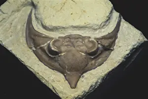 Oklahoma: Trilobite Head