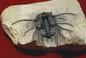 Trilobite: Trilobite from Morocco