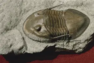 Genal: Trilobite from Morocco