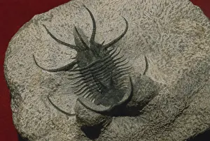 Trilobite: Trilobite from Morocco