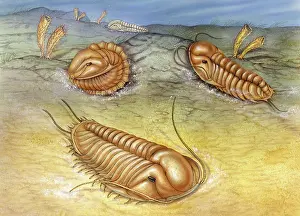 Reconstructions: Trilobite ocean scene