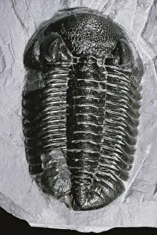 Trilobite: Trilobite from Ohio