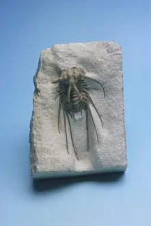 Oklahoma: Trilobite from Oklahoma