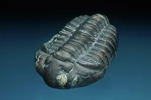 Paleozoic: Trilobite with Pyrite