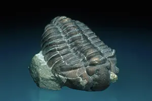 Fossilized: Trilobite with Pyrite
