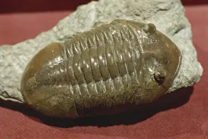 Ordovician: Trilobite from Russia