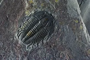 Trilobite: Trilobite from Utah