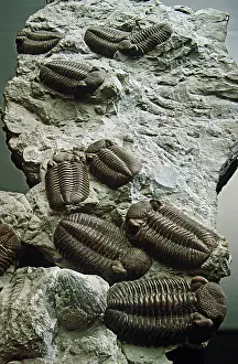Shale: Trilobites