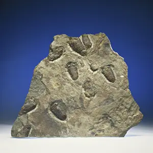 Trilobite: Trilobites from New York