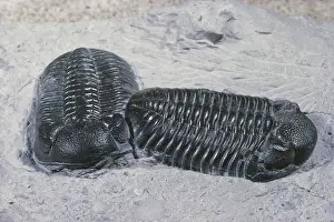 Trilobite: Trilobites from Ohio