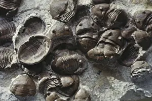 Oklahoma: Trilobites from Oklahoma