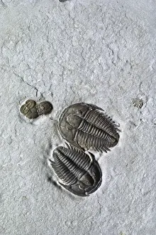 Trilobite: Trilobites from Utah