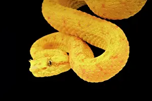 Bothrops: Trimeresurus sp Bothriechis schlegelii Bothrops