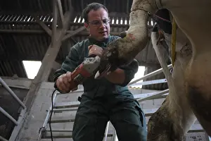 Attach: Trimming Prim'Holstein Cow foot by a veterinarian