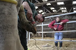 Attach: Trimming Prim'Holstein Cow foot by a veterinarian