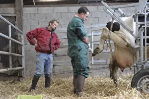 Attach: Trimming Prim'Holstein Cow foots by a veterinarian