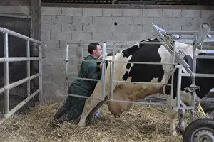 Sturdy: Trimming Prim'Holstein Cow foots by a veterinarian