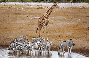 Zebra: Trinkende Zebras, Etosha-Nationalpark, Namibia, Africa