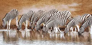 Zebra: Trinkende Zebras, Etosha-Nationalpark, Namibia, Africa