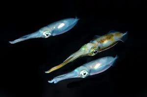 Oval: Trio of Bigfin Reef Squid