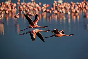 Trio: Trio of Lesser Flamingos in flight, Lake