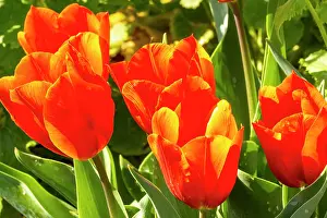 Monarch: Triomph Tulip Orange Monarch, flowers