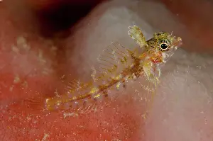 Triplefin: Triplefin blenny, Triplefin blennies, Other animals