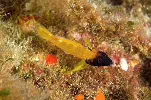 Triplefin: Triplefin blenny Trypterygion delaisi male Cala Scura Giglio