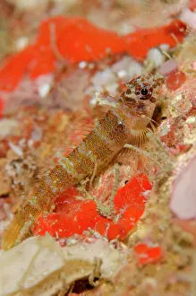 Triplefin: Triplefin on coral Jiko Lemong dive site, Lembeh