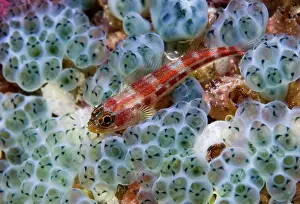 Tunicate: Triplefin fish (Tripterygiidae) swimming