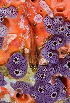 Tunicate: Triplefin fish (Tripterygiidae) swimming