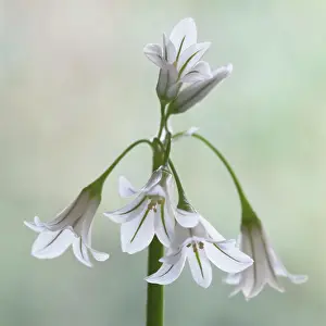 Leek: Triquetrous leek, Allium ursinum, Side view of one