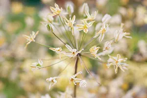 Triteleia: Triteleia