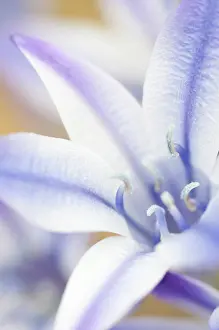 Laxa: Triteleia