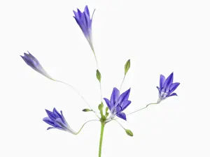 Laxa: Triteleia