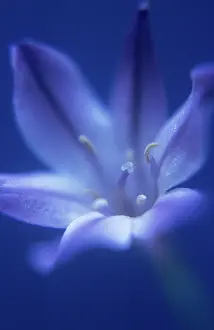 Triteleia: Triteleia