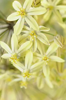 Triteleia: Triteleia, Triteleia ixioides Starlight, Close up of yello