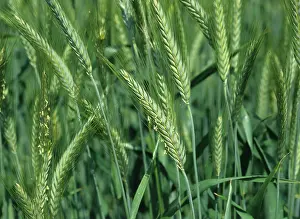 Unripe: Triticale crop