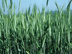 Wiltshire: Triticale crop in ear