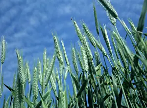 Wiltshire: Triticale crop in ear