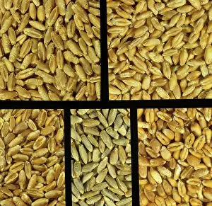 Avalon: Triticale, Rye and Wheat grains