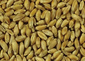 Kernel: Triticale Seed Variety Lasko