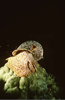 Corals: Triton Snail in shell - and, 35 cm long
